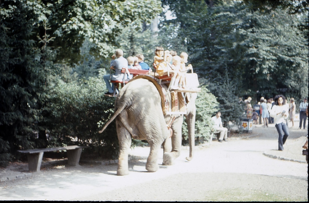 052_elefanten_im_zoo.jpg