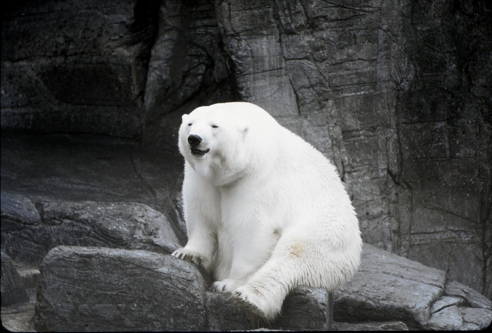 054_eisbaer.jpg