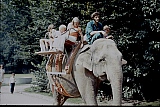 050_elefanten_im_zoo.jpg