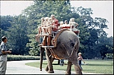 051_elefanten_im_zoo.jpg