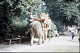 052_elefanten_im_zoo.jpg