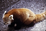 053_waschbaer.jpg