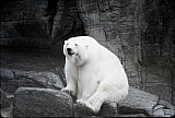 054_eisbaer.jpg
