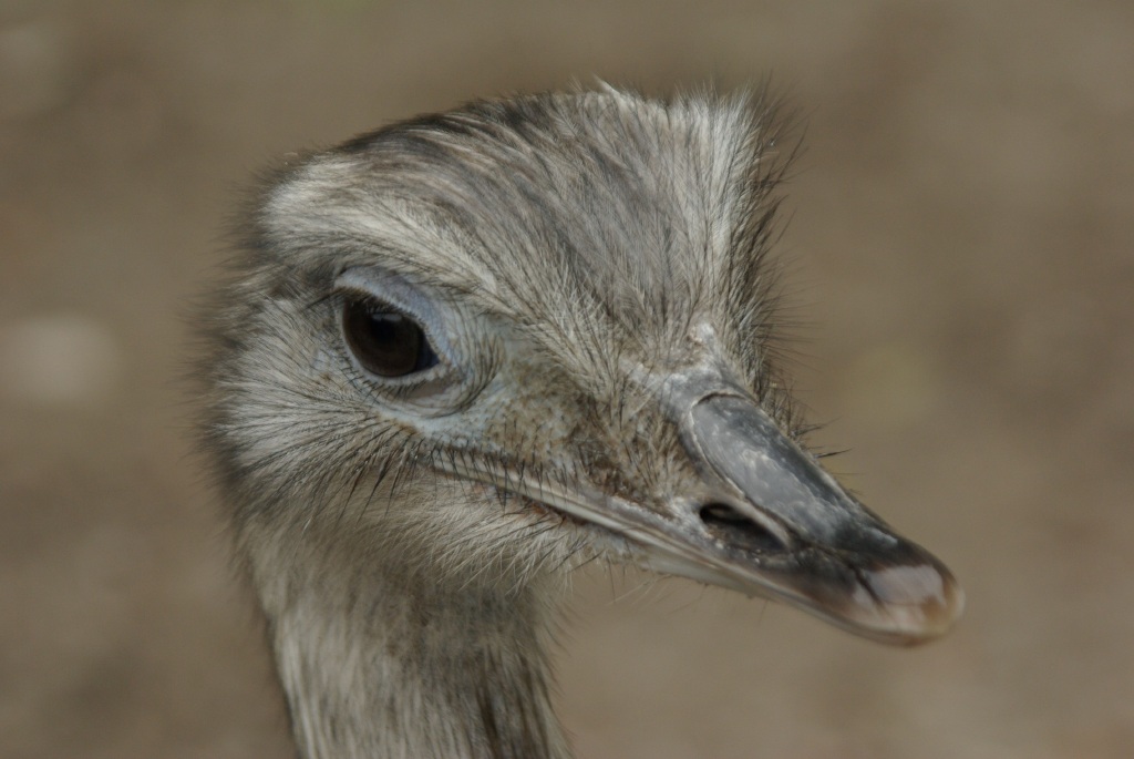IMGP2943.jpg
