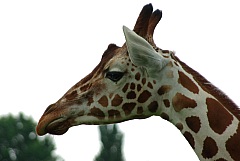 IMGP3238