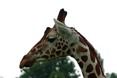 IMGP3258